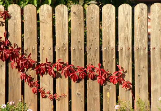 Timber paling fence cost in Melbourne