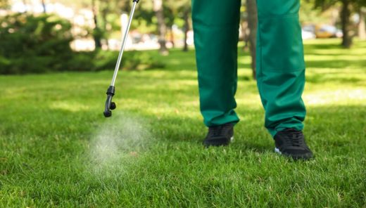 Get rid of lawn grubs and bugs in Australia