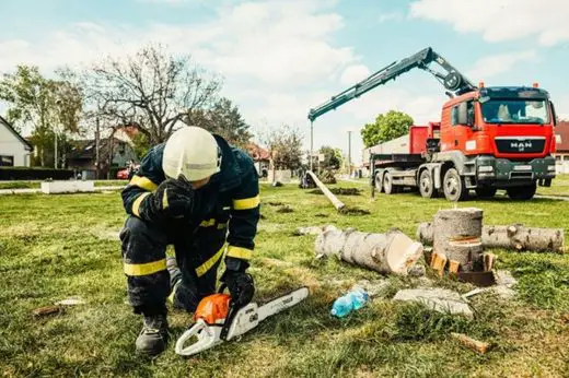 Regular tree inspections by a certified arborist