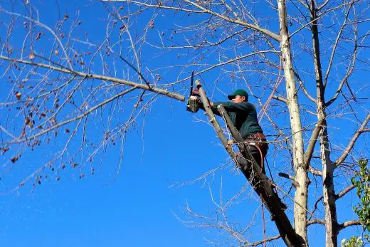 Chainsaws managing tree cut work