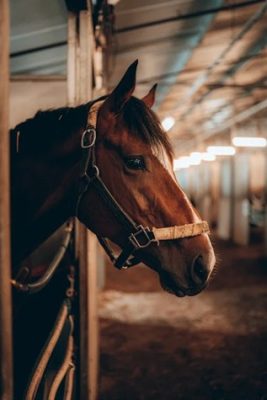 Top horse stable design trends