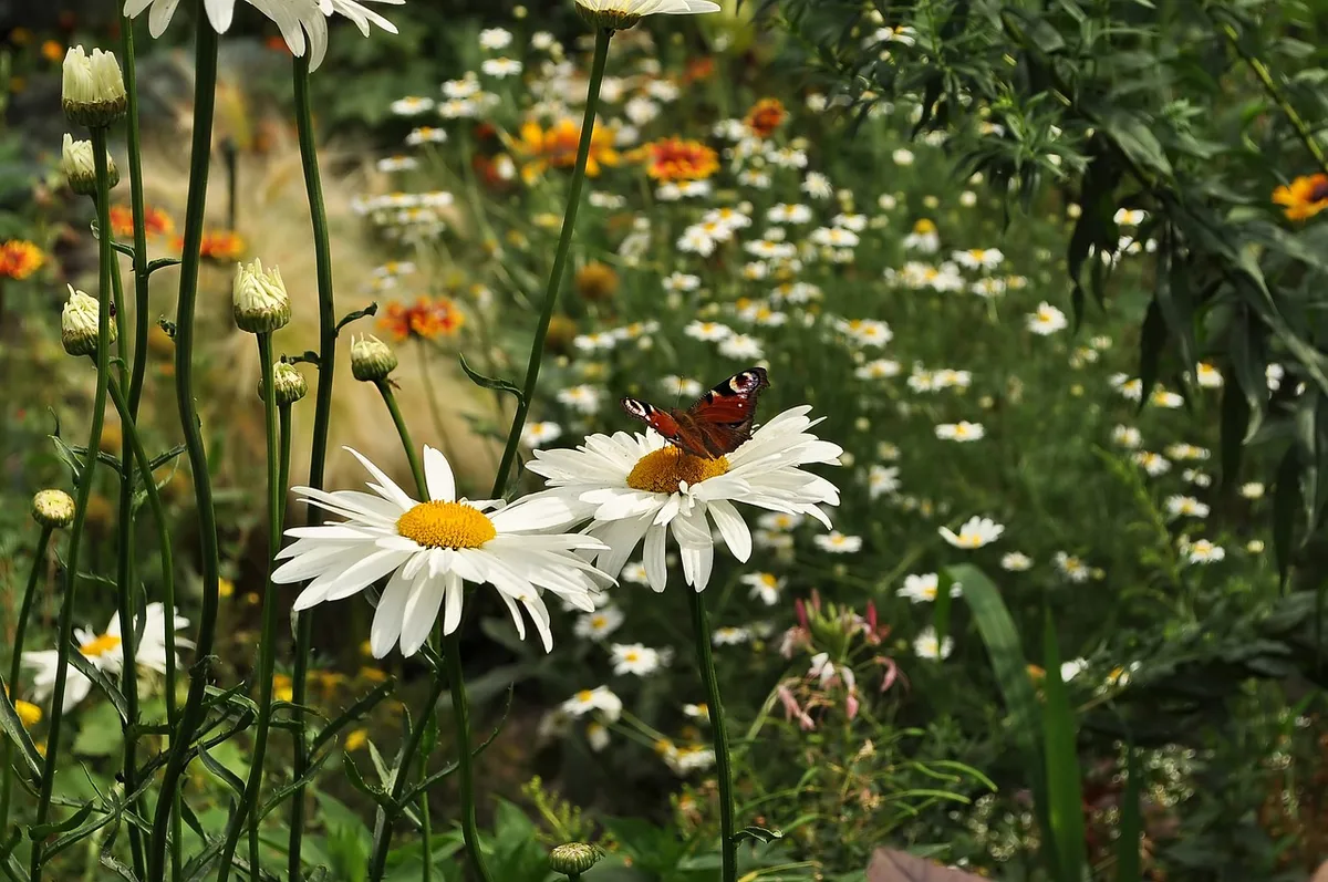 From vacant lots to vibrant spaces