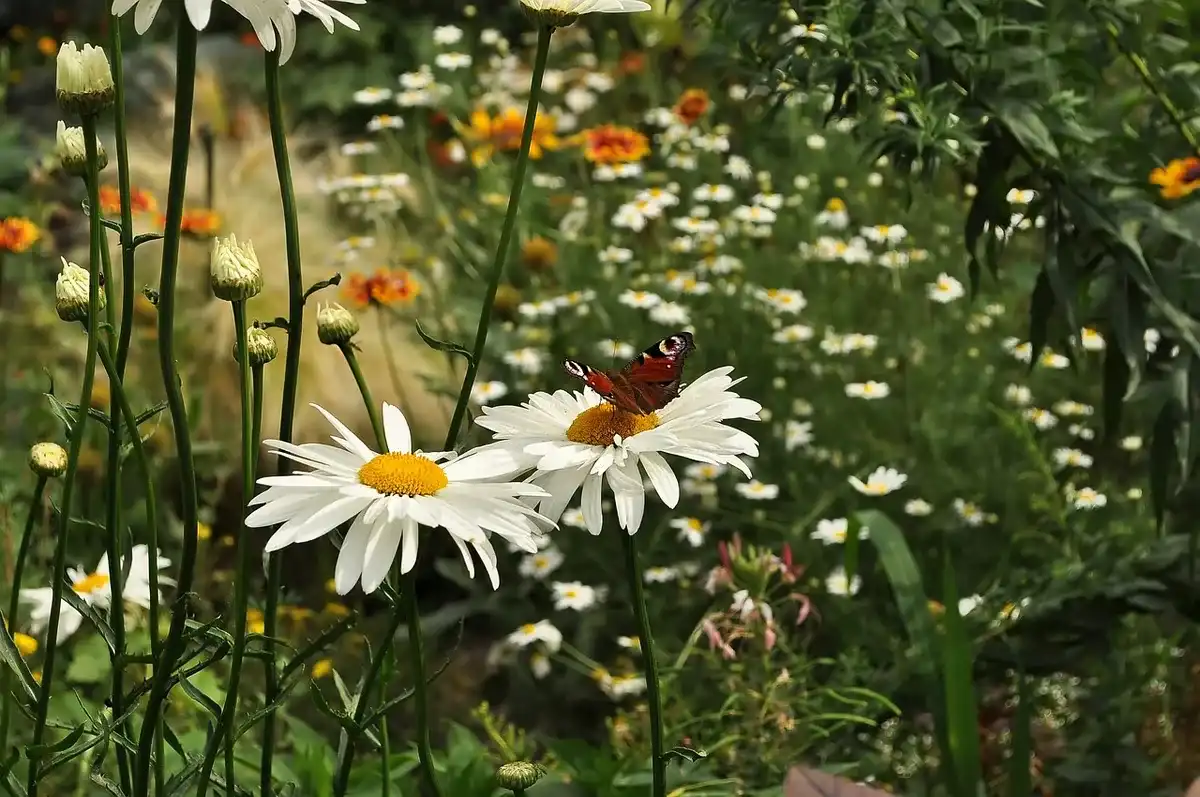 From vacant lots to vibrant spaces