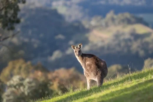 Beat rising energy costs in Australia